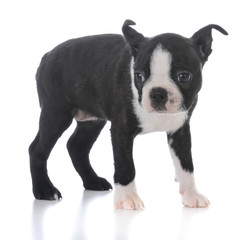 boston terrier puppy