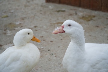A couple of white ducks in Buen Retiro Park in Madrid                
