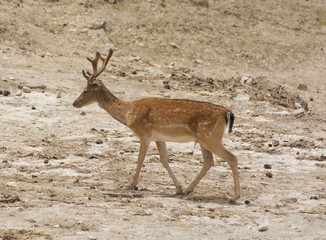 Fallow Deer Dama Dama walks through a mountain valley