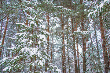  Frozen winter forest with snow covered trees.