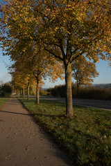 Sunrise through tree-lined country road in Germany
