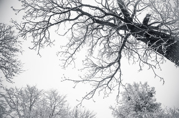 trees at winter covered by snow