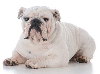 Obraz na płótnie Canvas male english bulldog