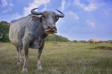 Buffalo in the field