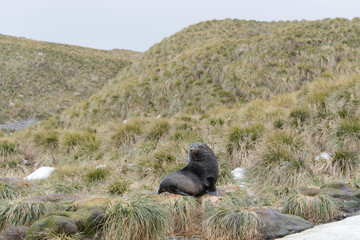 Fur seal on the grass