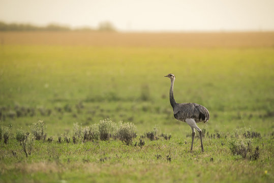Greater rhea, Argentina