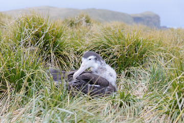 Fototapeta premium Albatros chick in the nest