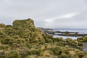 South Georgia landscape
