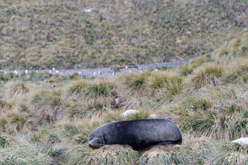 Naklejka premium Seal sleeping on the beach