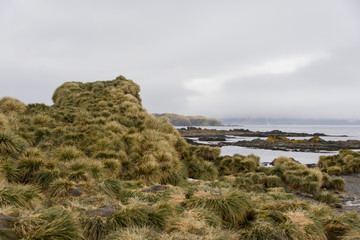 South Georgia landscape