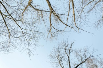 nature tree top from low angle