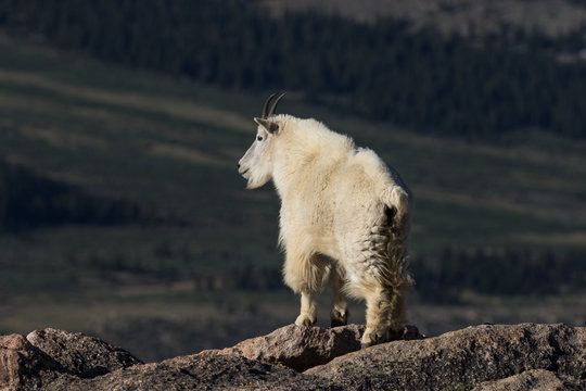 Mountain Goat with Dark Background