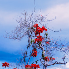 Tropical flowers and blue sky. Bloom Minimal art fashion