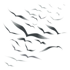 Obraz premium Flock of birds on a white background