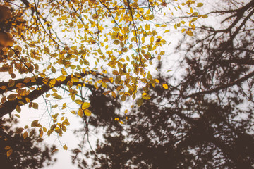 Bottom view of beautiful autumn forest on cloudy day.