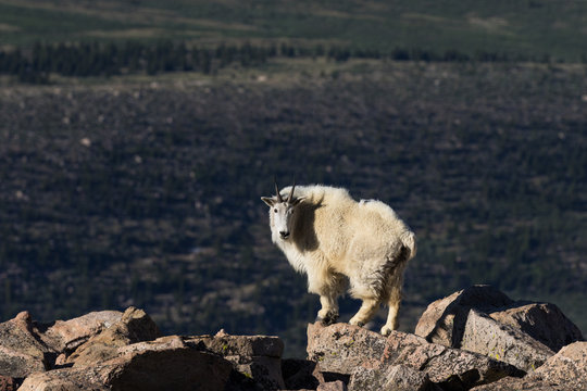 Mountain Goat with Dark Background