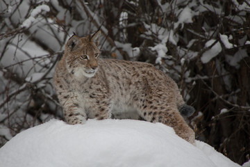 Siberian Lynx Kitten