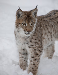 Siberian Lynx Kitten