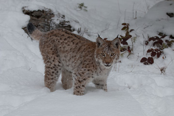 Siberian Lynx Kitten