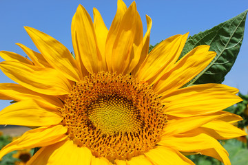 Obraz premium image of sunflower close-up against a bright blue sky