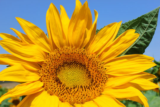image of sunflower close-up against a bright blue sky