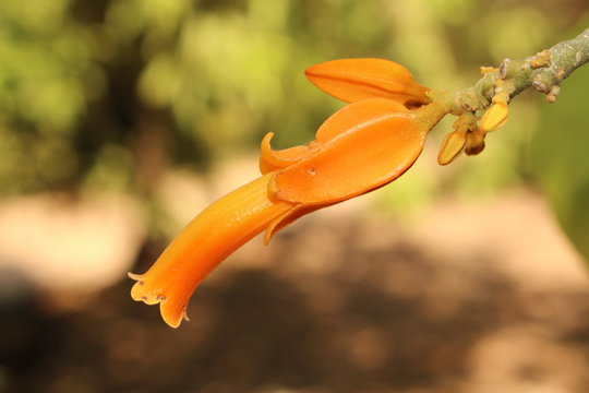 Orange "Gold Finger Plant" flower in Crete Island, Greece. Its Latin name is Juanulloa Mexicana (Syn Juanulloa Aurantica) is native from Mexico to Colombia.
