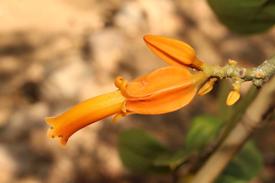 Orange "Gold Finger Plant" flower in Crete Island, Greece. Its Latin name is Juanulloa Mexicana (Syn Juanulloa Aurantica) is native from Mexico to Colombia.