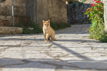 Ginger cat sitting in street in sunlight. Corfu island, Greece. © ysbrandcosijn