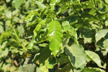 Shiny green 