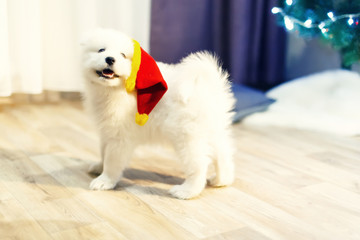 Puppy of samoyed husky dog. Christmas and New Year decorations. Little dog near the christmas tree.