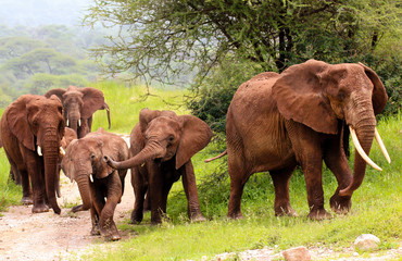 Fototapeta na wymiar Group of elephants in Tarangire NP / Elefantenherde im Tarangire NP