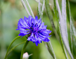 Closeup of Cornflower flower (Centaurea cyanus) II