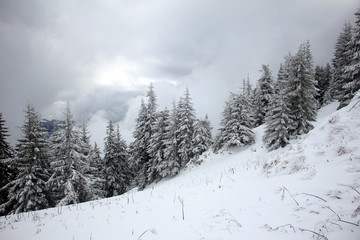 Pine trees in the snow