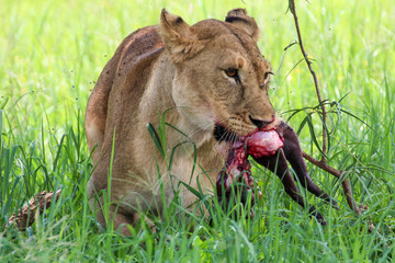 Lion's morning coffee / Lioness feeding warthog cub / Löwin mit Warzenschweinjungem im Maul