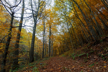 Fototapeta premium Autumn in park and forest