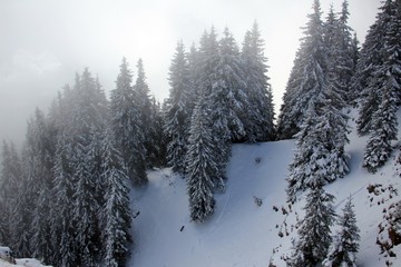 Pine trees surrounded by clouds in wintertime