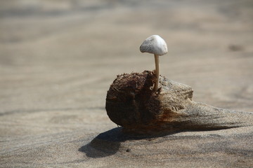 Mushroom © Bruno