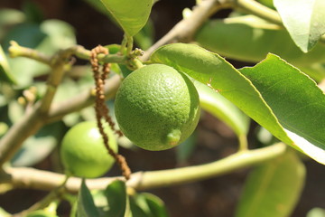 Green sweet lemons hanging on tree in Crete Island, Greece. 