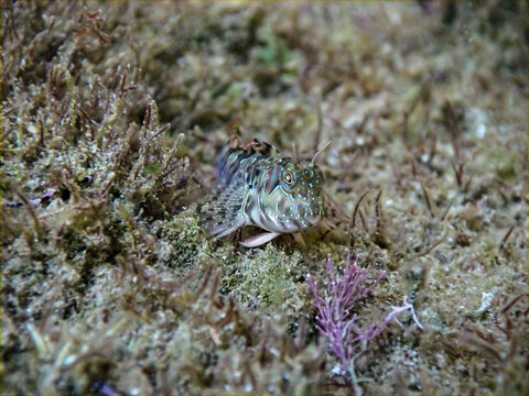 Zvonimir's blenny fish (Parablennius zvonimiri) at Black sea