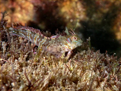 Zvonimir's blenny fish (Parablennius zvonimiri) at Black sea. Close up view