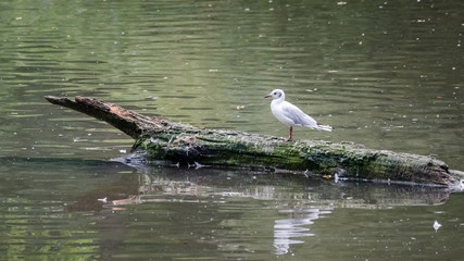Mouette sur une branche flottante