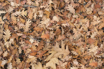 leaves of the forest in autumn
