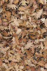 leaves of the forest in autumn