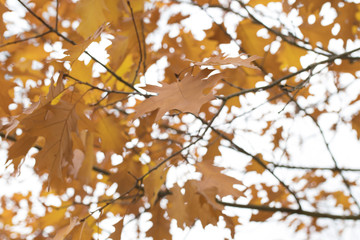 leaves of the forest in autumn