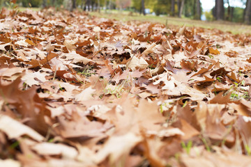 leaves of the forest in autumn