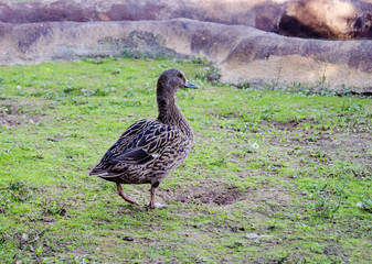 Wild duck swimming on pond.The Mallard or Wild Duck (Anas platyrhynchos) is a dabbling colored duck which breeds throughout the temperate and subtropical Americas, Europe, Asia, and North Africa, and 