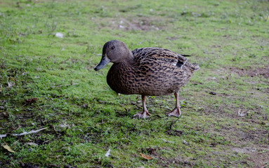 Wild duck swimming on pond.The Mallard or Wild Duck (Anas platyrhynchos) is a dabbling colored duck which breeds throughout the temperate and subtropical Americas, Europe, Asia, and North Africa, and 