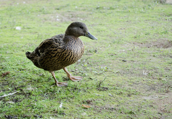 Wild duck swimming on pond.The Mallard or Wild Duck (Anas platyrhynchos) is a dabbling colored duck which breeds throughout the temperate and subtropical Americas, Europe, Asia, and North Africa, and 