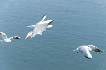 Flock of seagulls flying over the water looking hunting food with motion blur and film grain