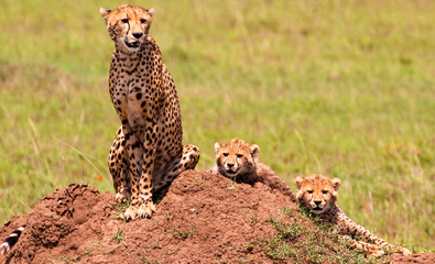 Cheetah mum with two cubs / Gepardenmutter mit ihren beiden Jungen